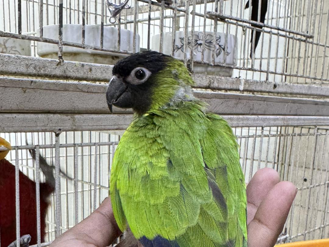 NANDAY CONURE - Image 2
