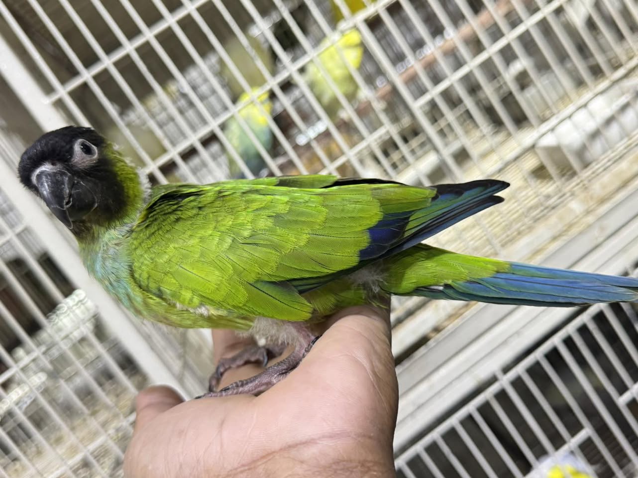 NANDAY CONURE - Image 3