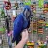BLUE HYACINTH MACAW FOR SALE 