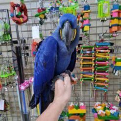BLUE HYACINTH MACAW FOR SALE