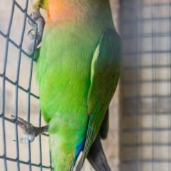 Tania - Peach Face lovebird
