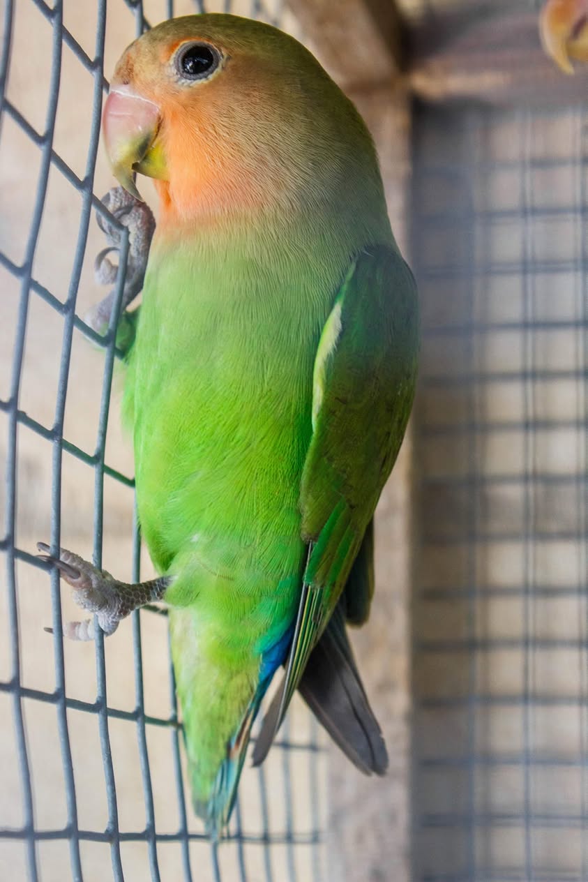 Tania - Peach Face lovebird