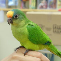 Nancy - PEACH FRONTED CONURE