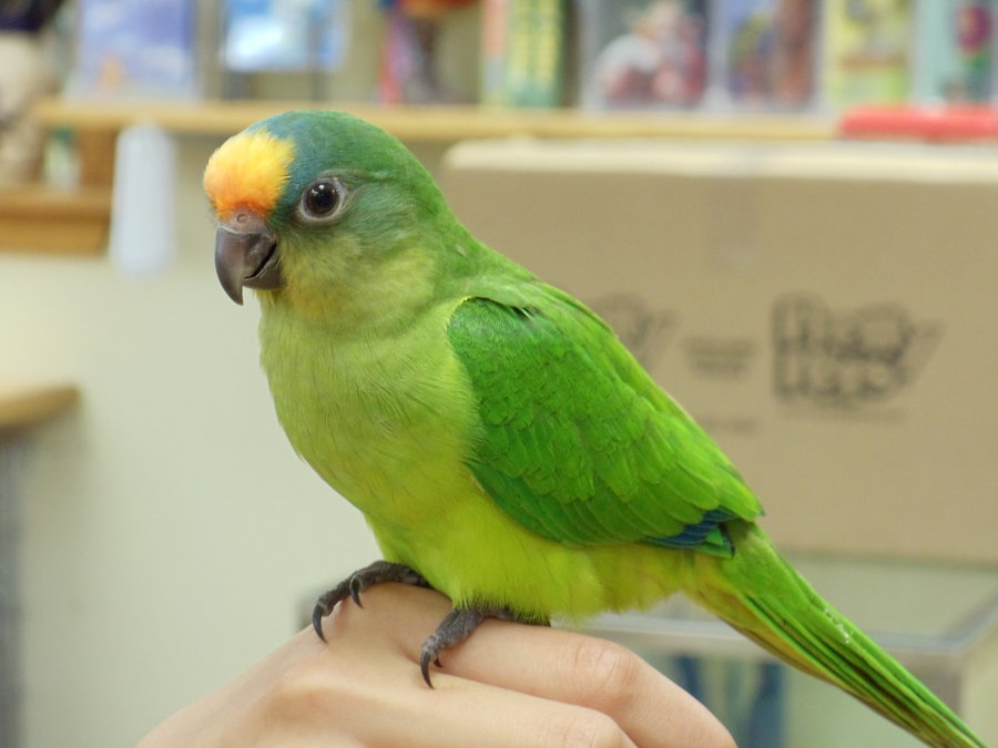 Nancy - PEACH FRONTED CONURE