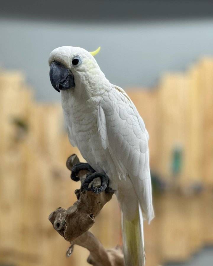 Sulphur crested Cockatoo