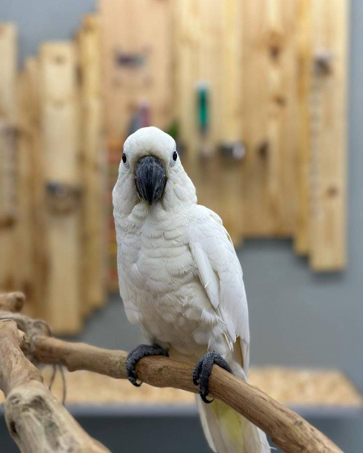 Sulphur crested Cockatoo