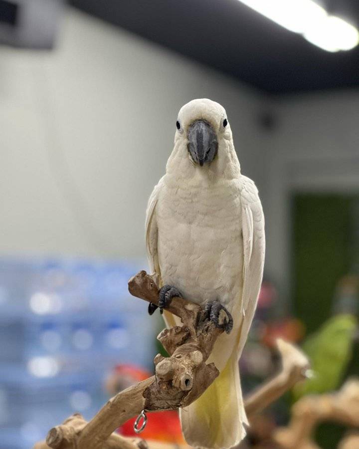 Sulphur crested Cockatoo