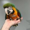 Baby Blue and Gold Macaw For Sale
