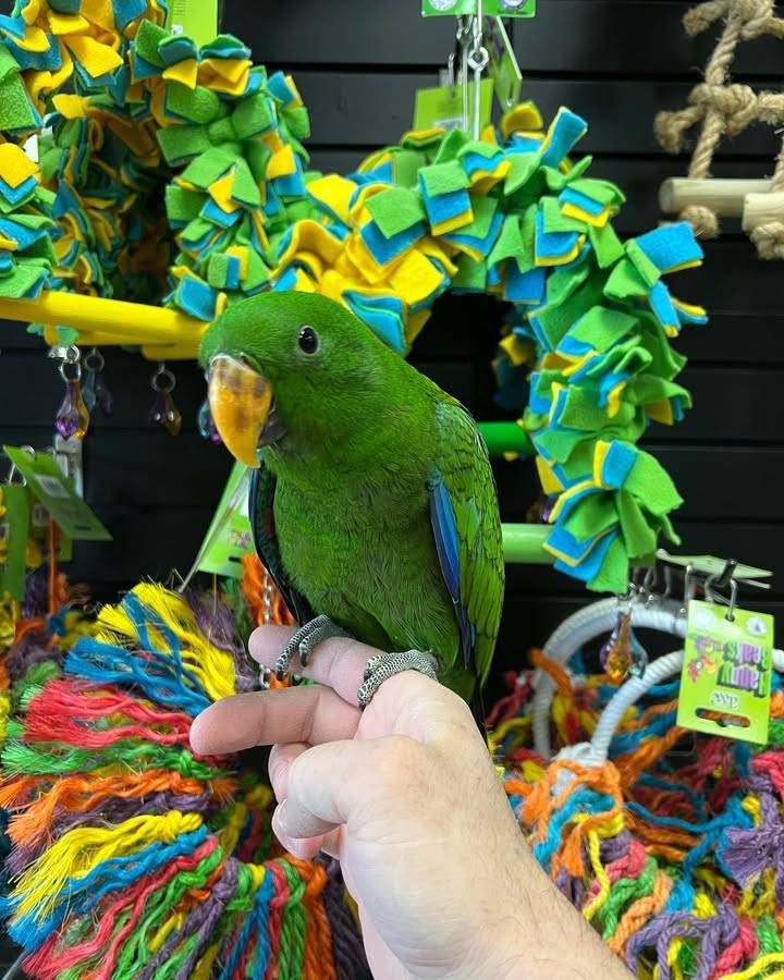 baby Eclectus parrots