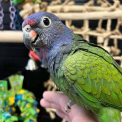 Eclectus parrots for sale