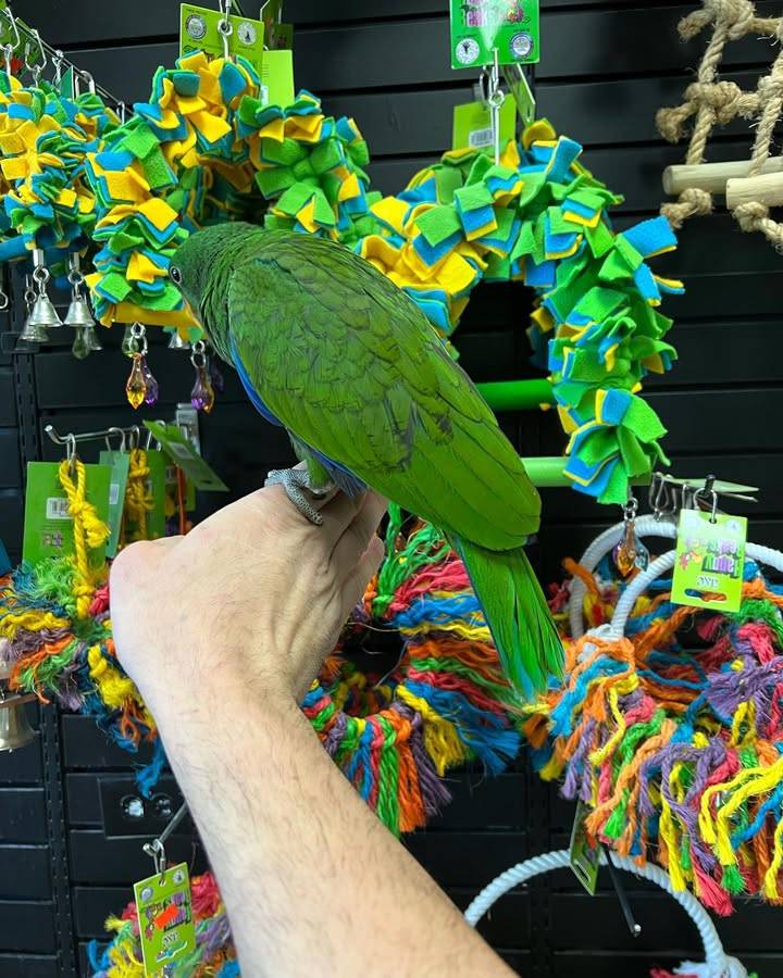 baby Eclectus parrots