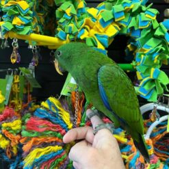 baby Eclectus parrots