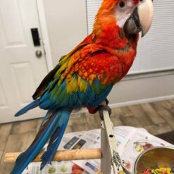 Baby Scarlet Macaw For Sale