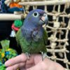 Eclectus parrots for sale
