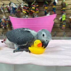 Rosie - Baby African Grey