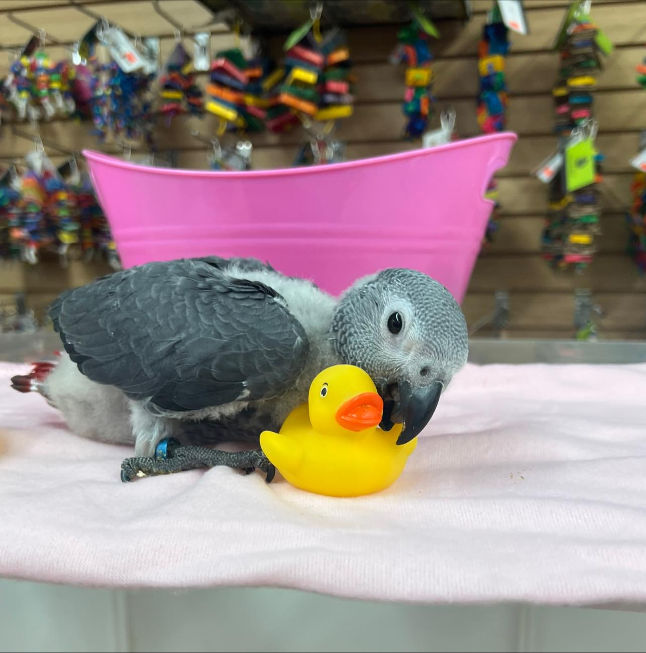 Rosie - Baby African Grey