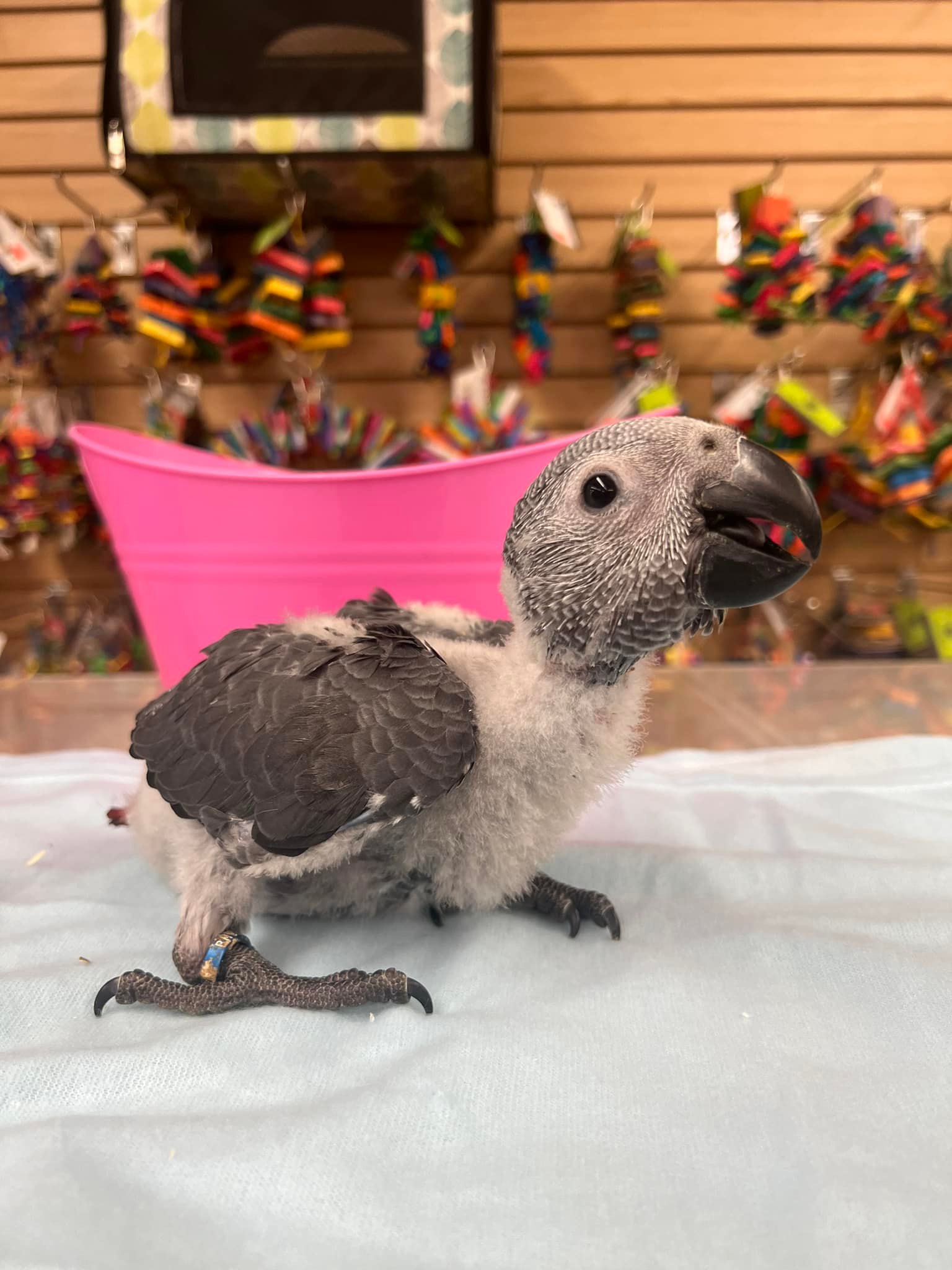 Rosie - Baby African Grey - Image 4