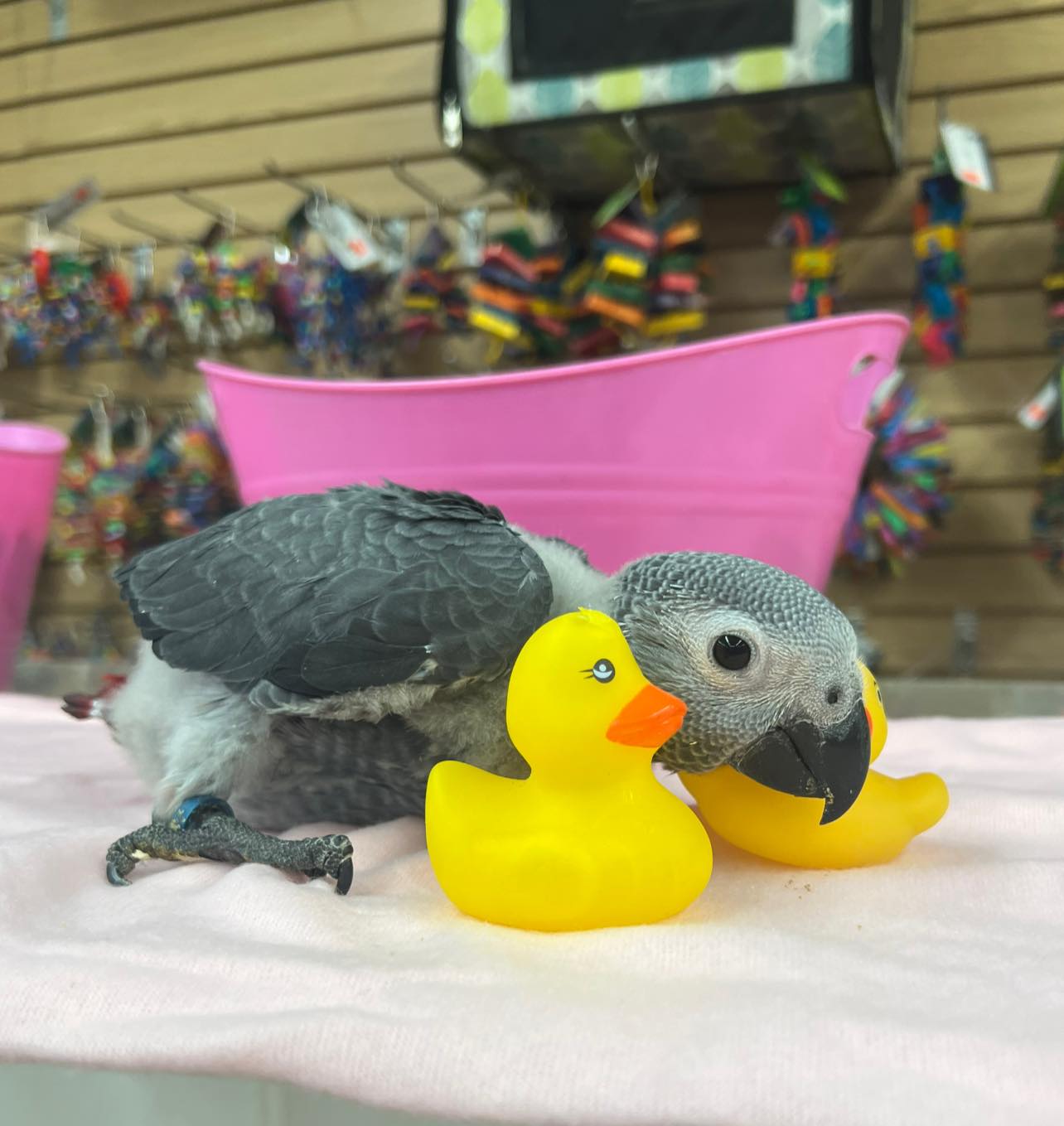 Rosie - Baby African Grey - Image 3
