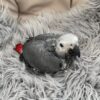 BABY AFRICAN GREY PARROTS for sale