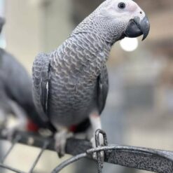 BABY AFRICAN GREY PARROTS