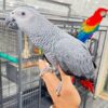 BABY AFRICAN GREY PARROTS
