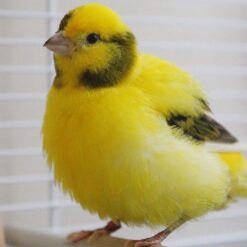 FIFE FANCY CANARY
