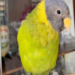 Banti – plum headed parakeet for sale