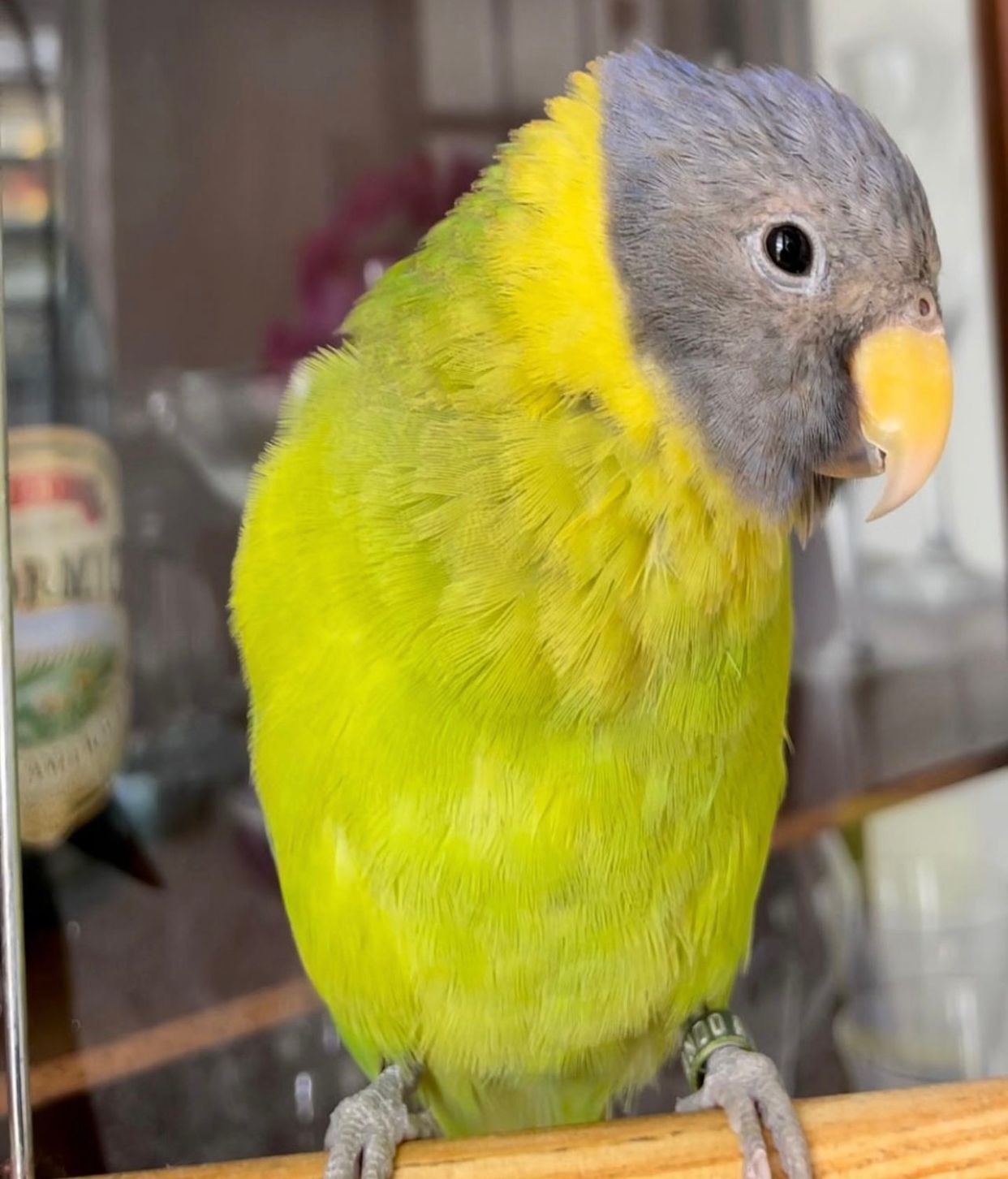 Banti – plum headed parakeet for sale