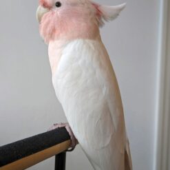 Major Mitchell Cockatoo For Sale