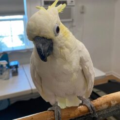 Layla – Yellow Crested Cockatoo