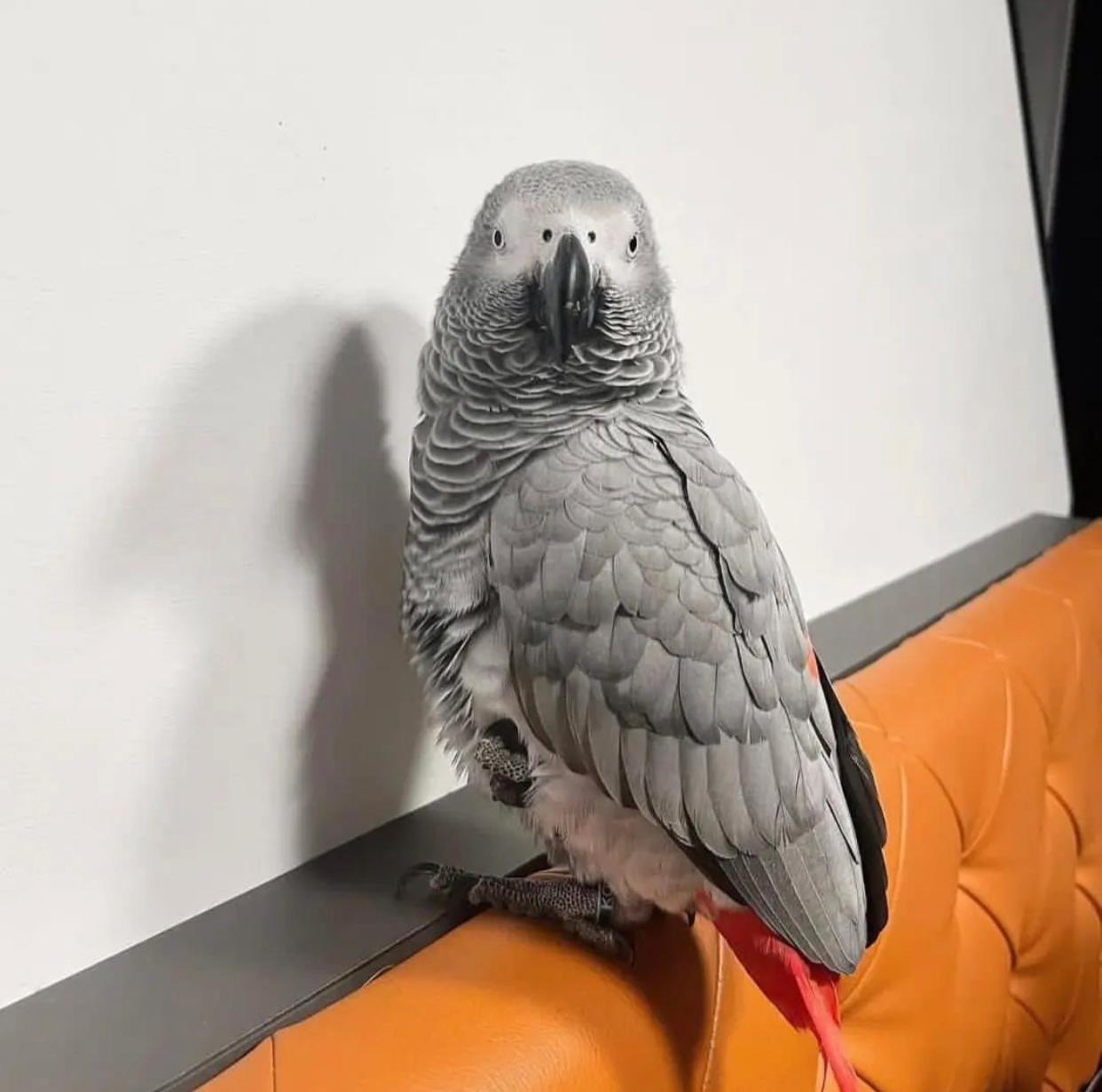 Ryker - African Grey