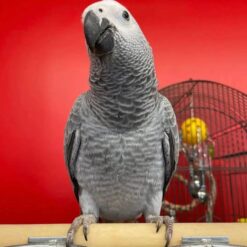 MAX - African grey Congo