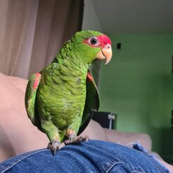 Gracie – Red spectacled amazon