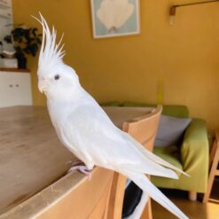 Darla – Cockatiel Cockatoo