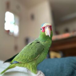 Ross – White-fronted amazon