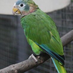 Marshall – Yellow billed amazon