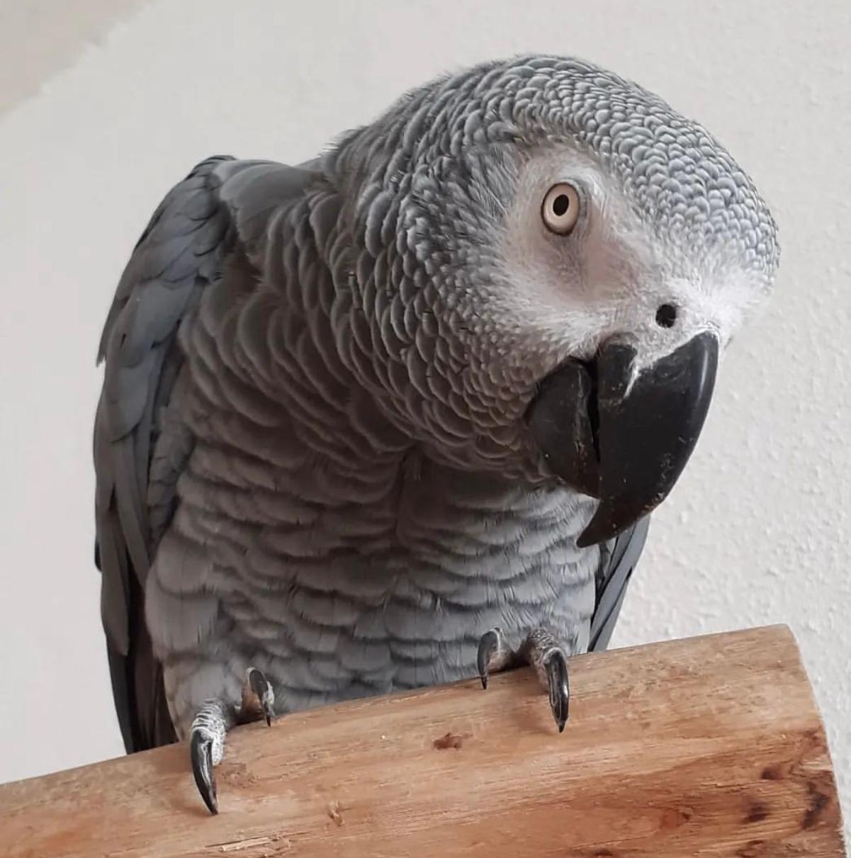 Lewis - African Grey