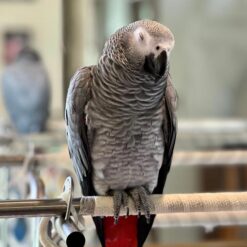 Jenny - African Grey Parrots