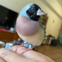 GOULDIAN FINCH FOR SALE