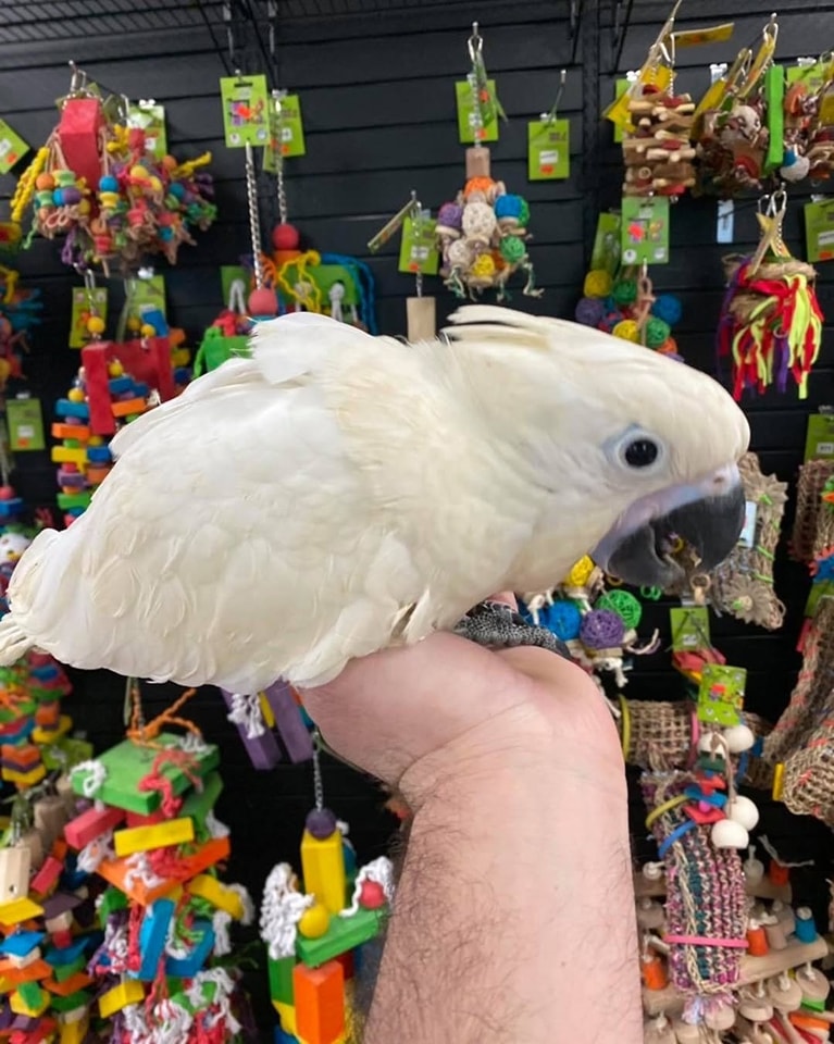 Baby Umbrella Cockatoo for Sale