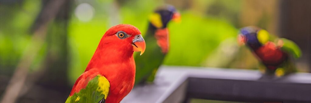 parrot