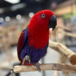 Eclectus parrots