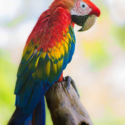 MACAW PARROTS