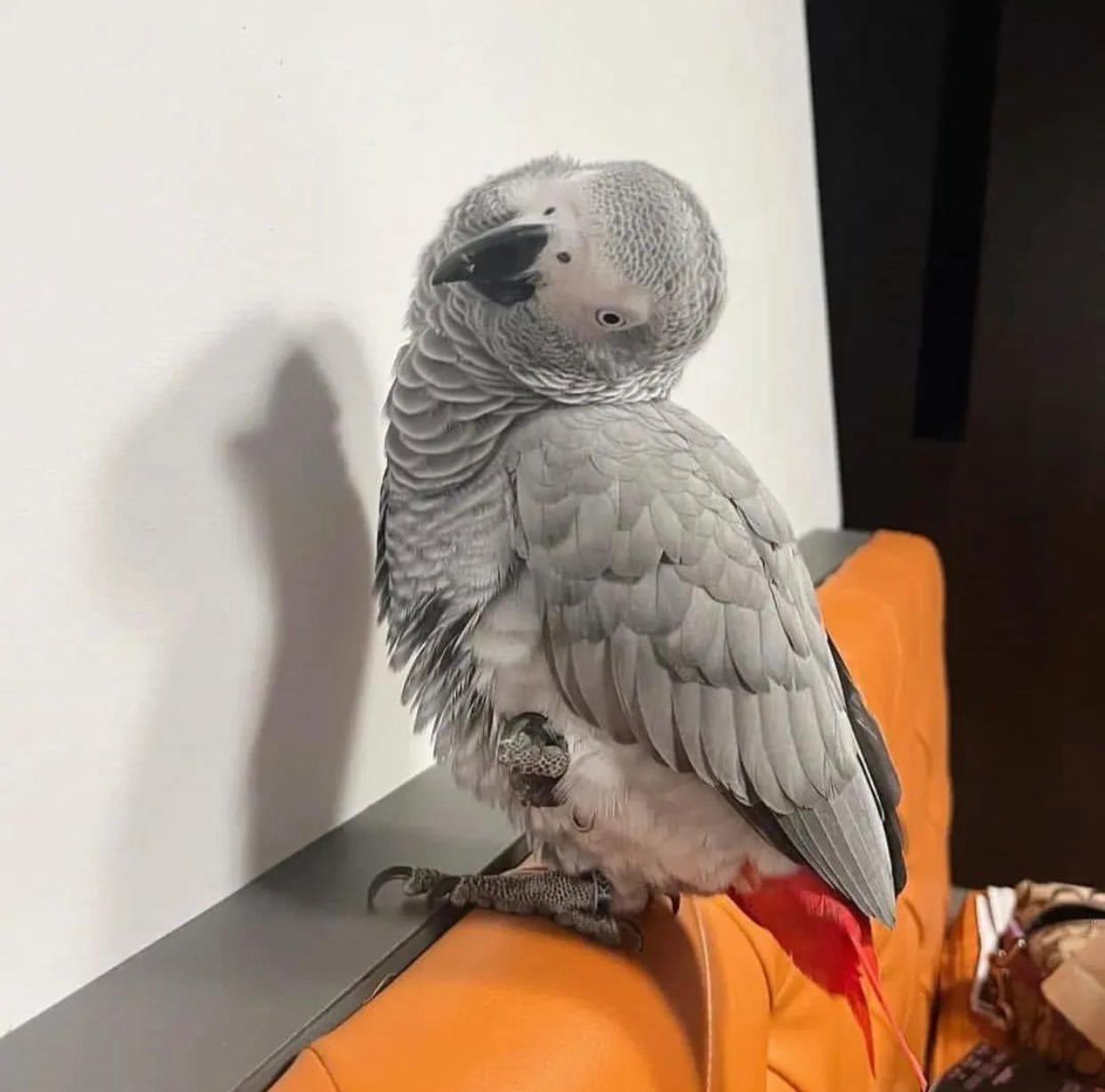 Ryker - African Grey - Image 3