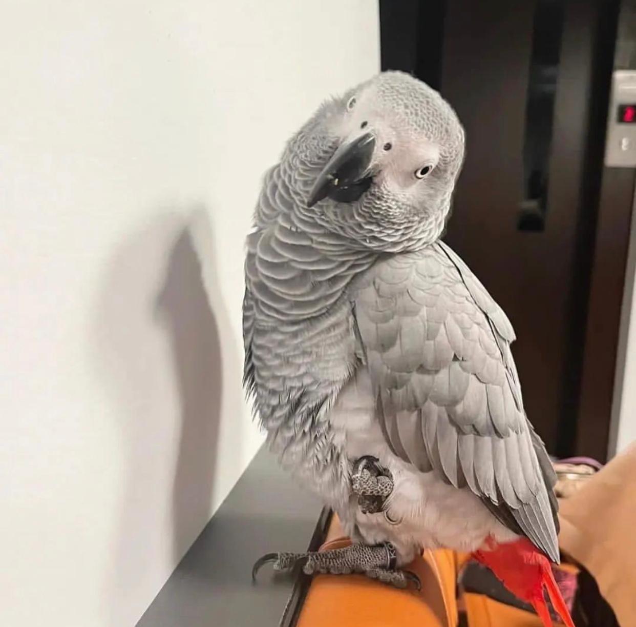 Ryker - African Grey - Image 2