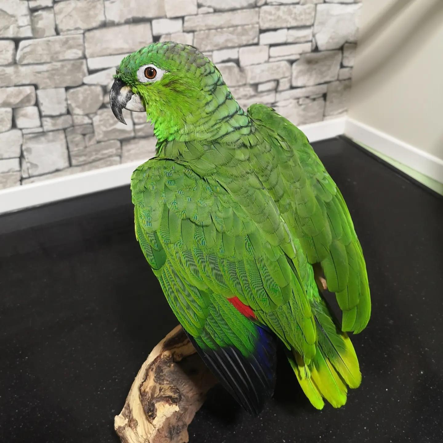 Randy – Southern mealy amazon - Image 3