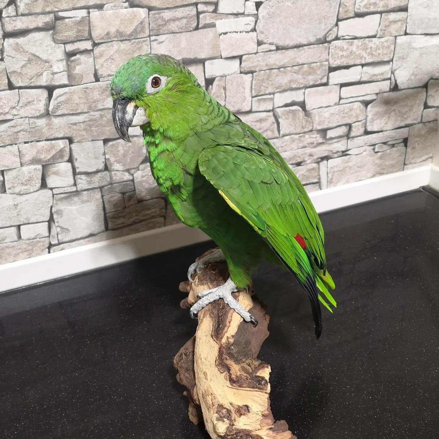 Randy – Southern mealy amazon - Image 4