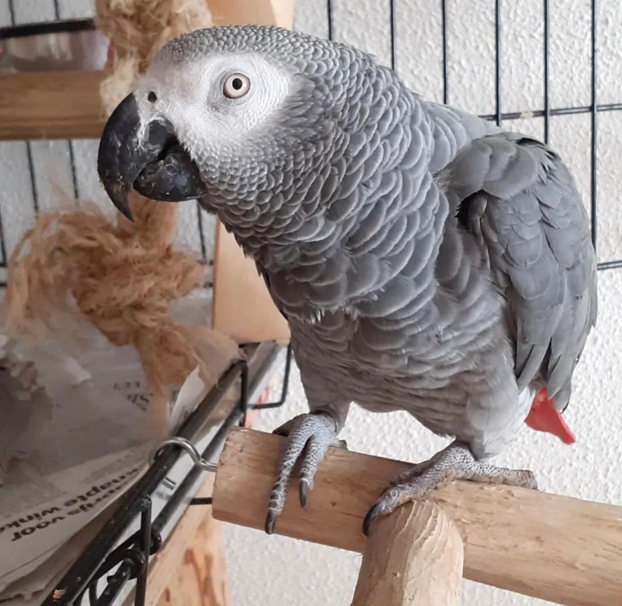 Lewis - African Grey - Image 2