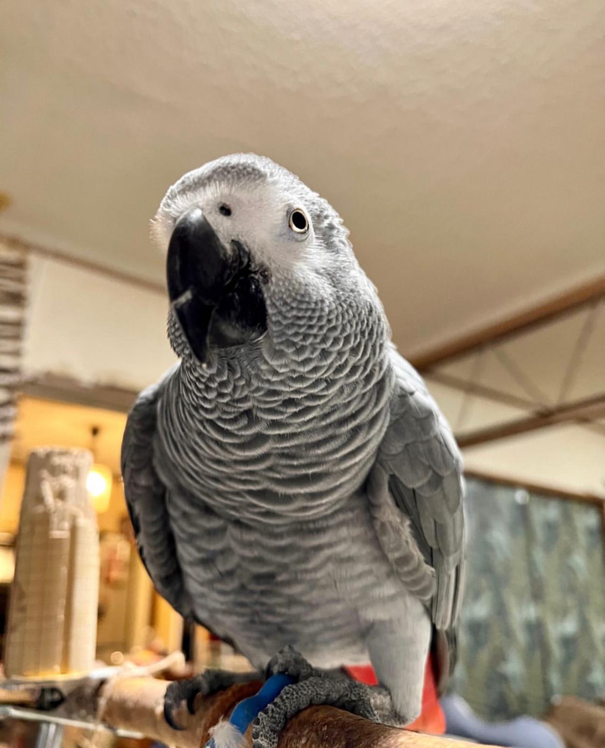 Jenny - African Grey Parrots - Image 2