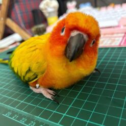 Pady - Sun Conure